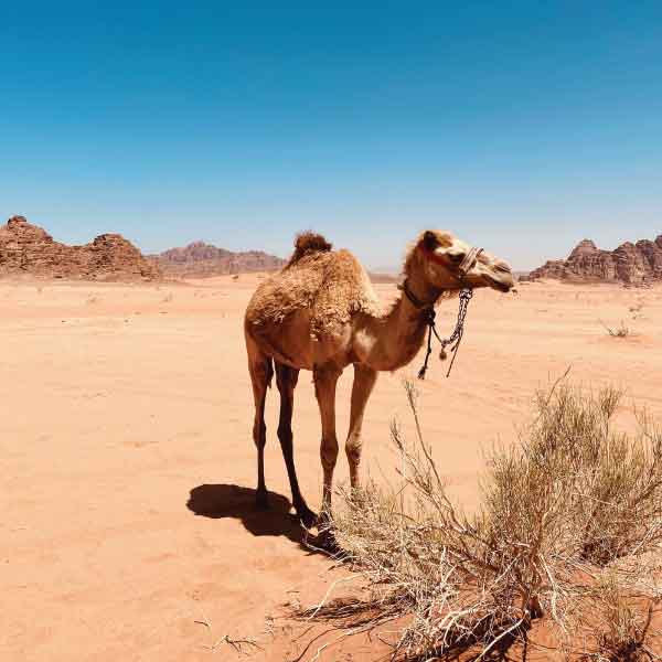 Development & Leadership